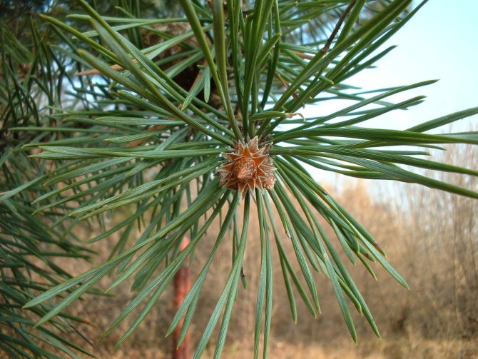 macro...igiełka:)