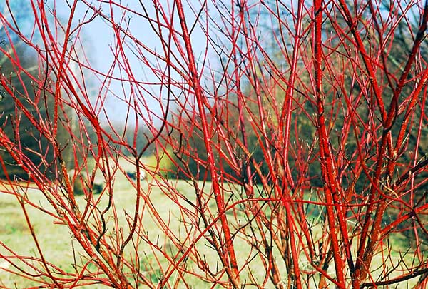 Cornus