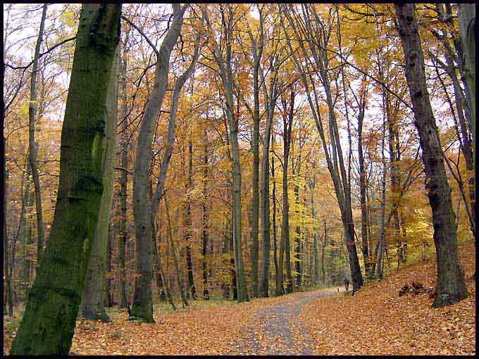 Pogodna jesień w bukowym lesie