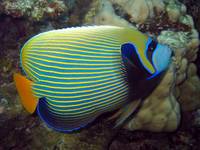 Ustniczek Cesarski (Emperor Angelfish)