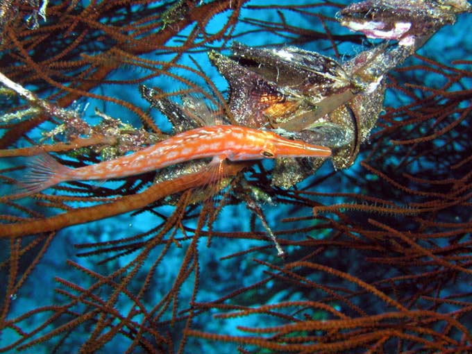 Longnose hawkfish