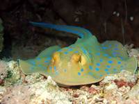 Bluespotted stingray