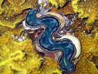 Giant clam