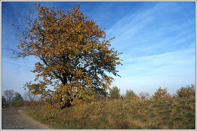 Pocztówka z mojej okolicy