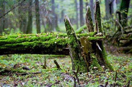 białowieża