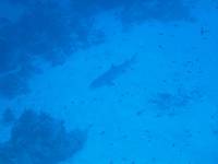 Whitetip reef shark