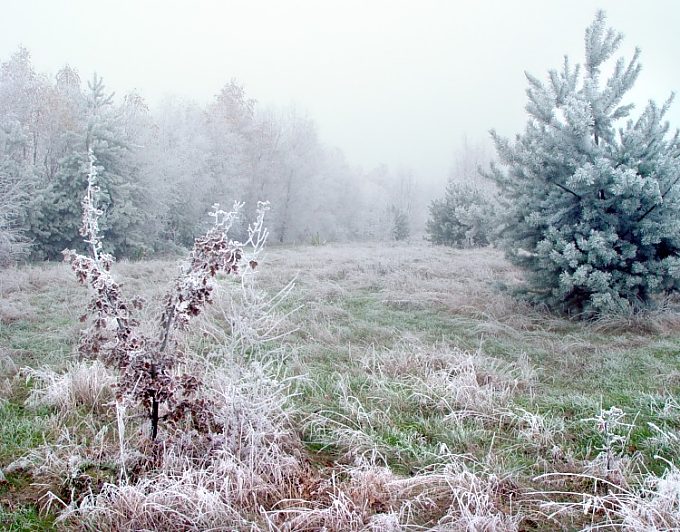 mroźne mgły