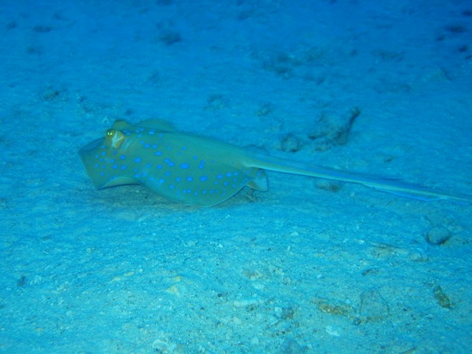 Bluespotted Stingray