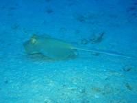 Bluespotted Stingray