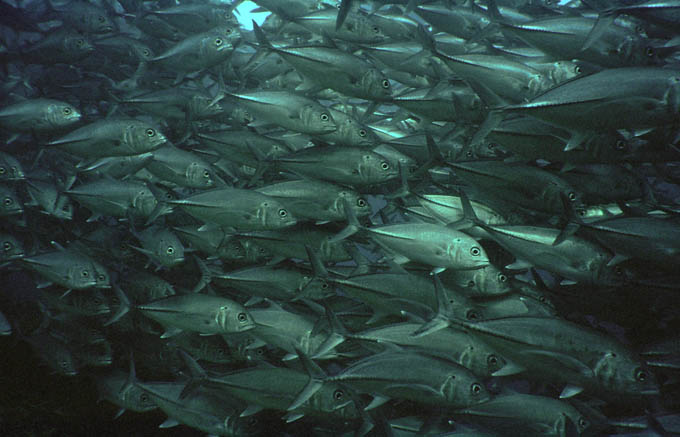  Ławica BIG EYE TREVALLY