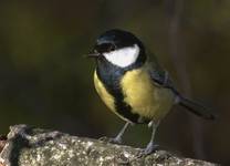 Parus major