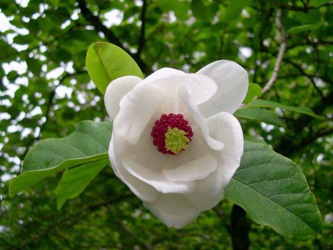 White flower