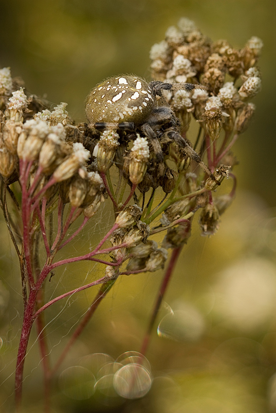 Samotny araneus