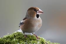 Grubodziób - Coccothraustes coccothraustes