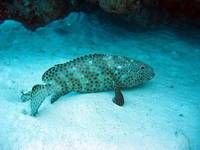 Arabian grouper