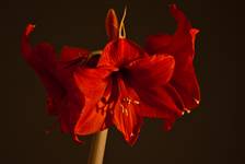 Amaryllis