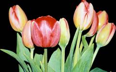 Tulipany