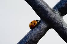 Ladybird