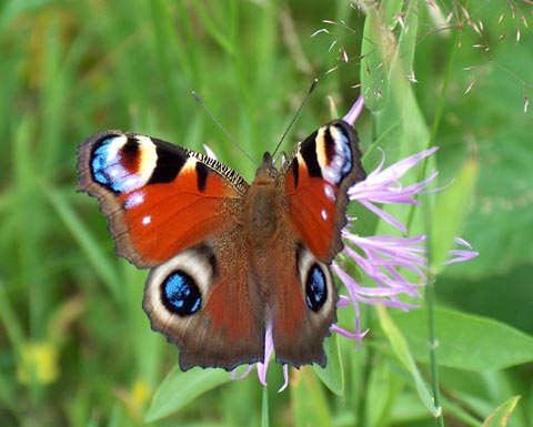 Motyl