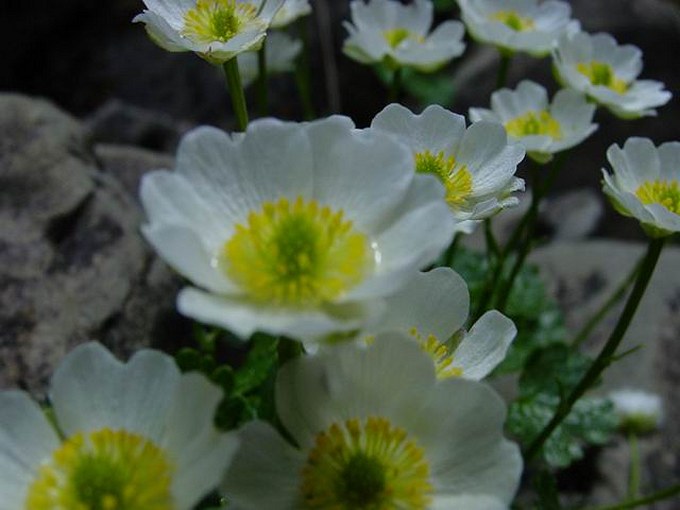 Tatry