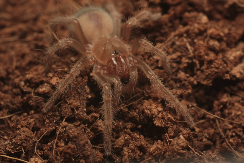 Brachypelma smithi