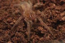 Brachypelma smithi