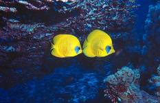 Masked Butterflyfish