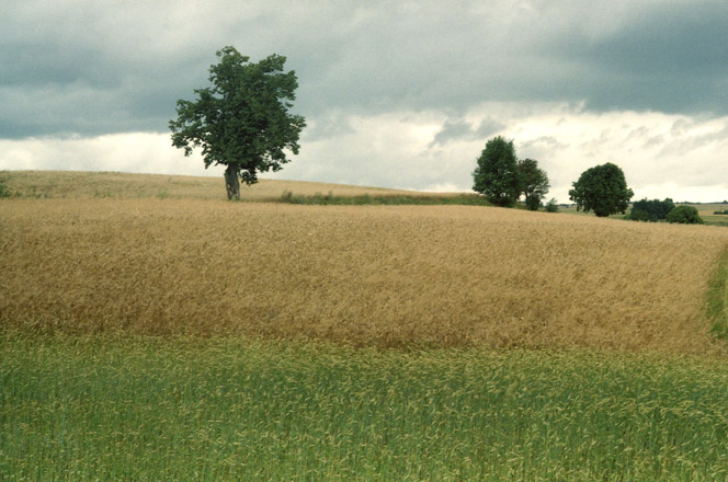 Sierpień