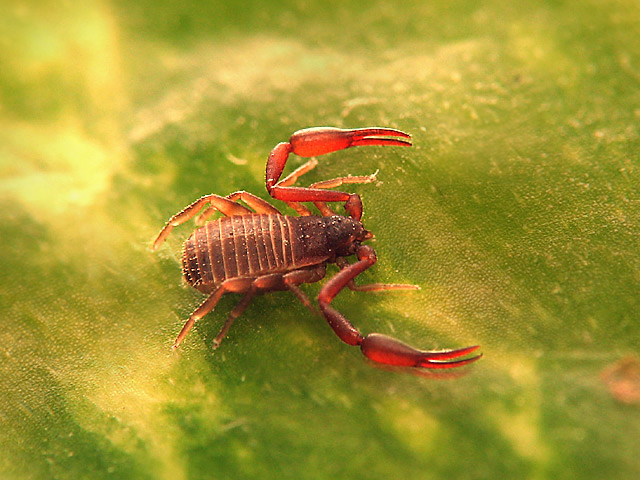 microscorpio