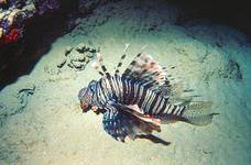 Lionfish