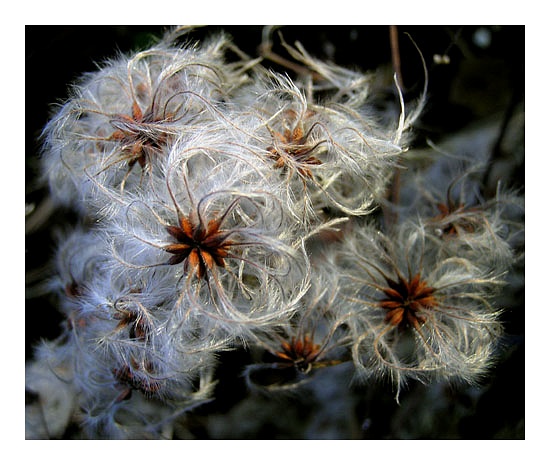 CLEMATIS