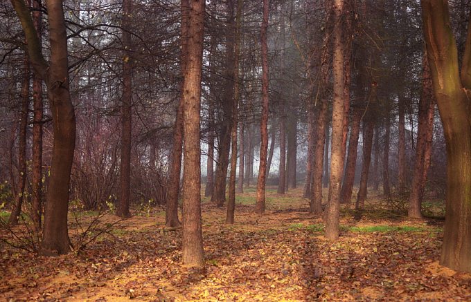 30 listopada, kiedy już wstało słonko