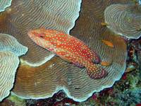 Coral Grouper