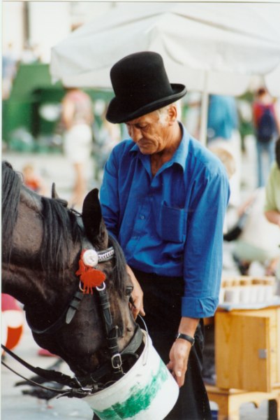 Konik jest głodny