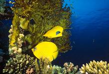 Masked  butterflyfish