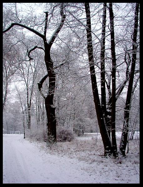 Zima dla Róży bez kolców....