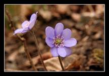 Hepatica nobilis