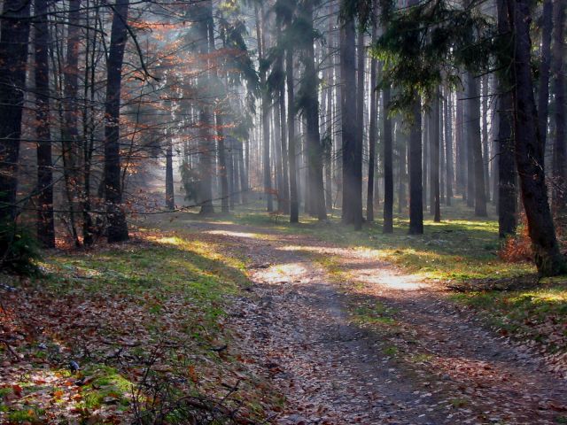  las  - park krajobrazowy Łagowski