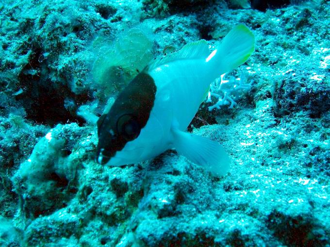 Half and half chromis