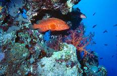 Coral grouper