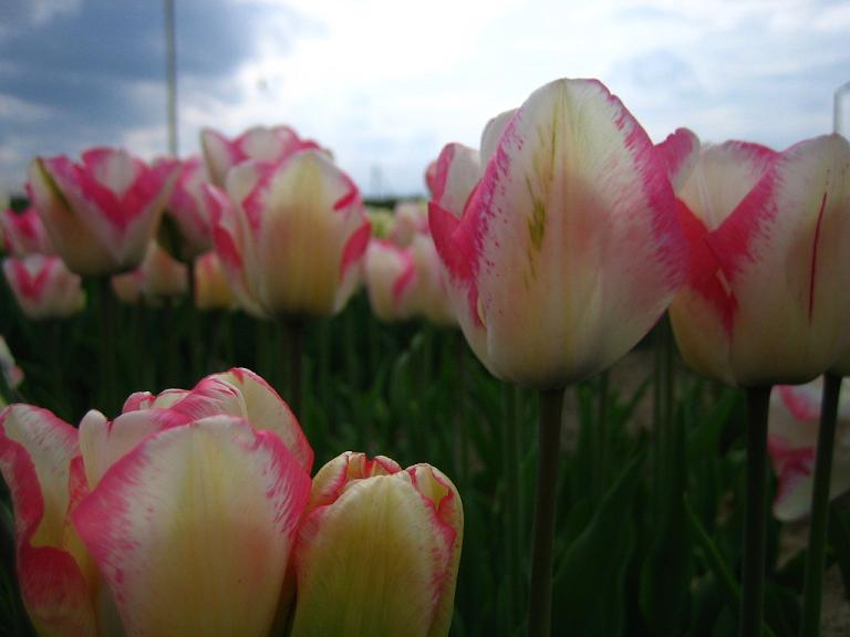 tulipany