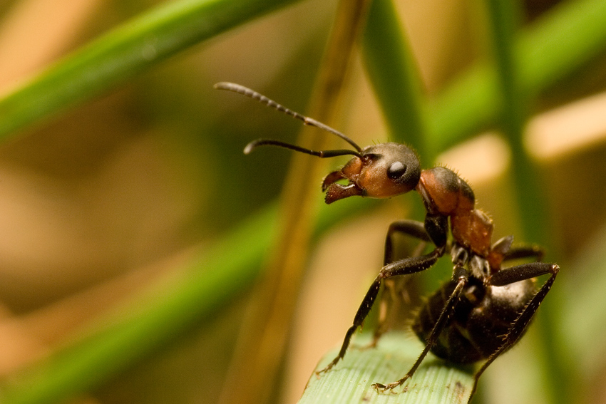 Formica rufa