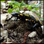 salamandra