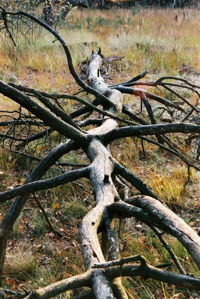 Umarło śmiercią naturalną