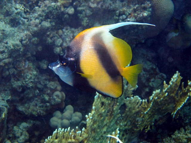 Red sea bannerfish