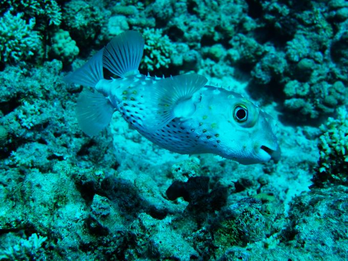 Yellowspotted burrfish 3/3