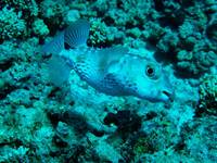 Yellowspotted burrfish 3/3