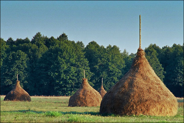 Stogi - Kampinos wspomnienie lata