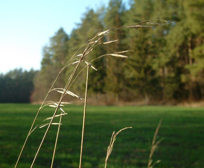 Bromus Inermis - Stokłosa bezostna