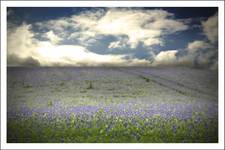 blue grassland...